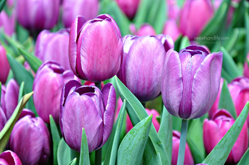 Purple Tulips